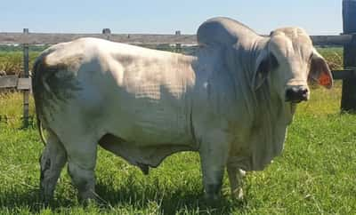 toro brahman blanco