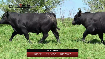 Lote Brete 2 - San Quintin Angus