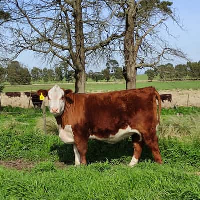 Lote Ternera PP
