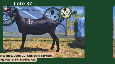 Lote PxC