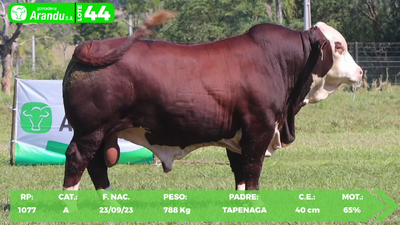 Lote LOTE 44