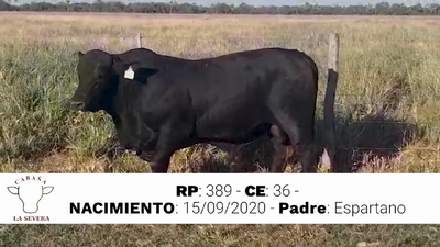 Lote TORO BRANGUS