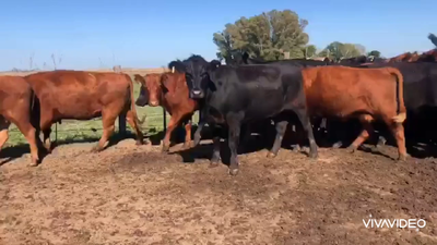 Lote 23 Vacas nuevas C/ gtia de preñez en Mercedes, Buenos Aires