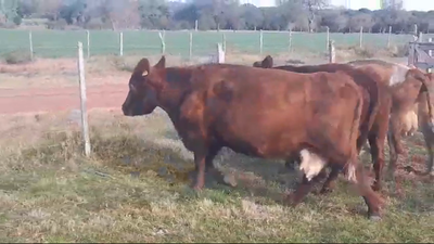 Lote (Vendido)3 Vacas de Invernada 400kg -  en VIBORAS Y VACAS