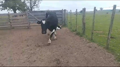 Lote 2 Piezas de cría 600kg -  en Arroyo Llano