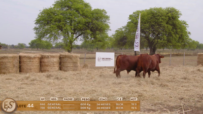 Lote Toro