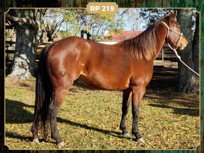 Lote MAITA PARRANDERA DEL ROOSTER
