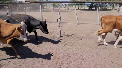 Lote 28 Vacas CUT con cría en Villaguay, Entre Ríos