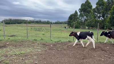 Lote TERNEROS