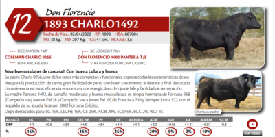 Lote MACHO PP