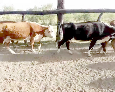 Lote 28 Vacas medio uso C/ cria en Los Conquistadores, Entre Ríos