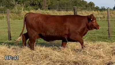 Lote VAQUILLONAS