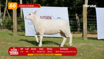Lote LOTE 66