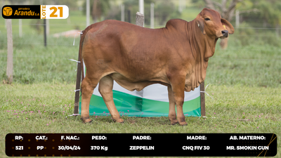 Lote LOTE 21