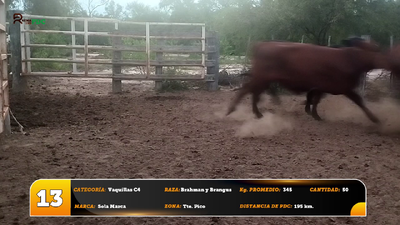 Lote Vaquillas C4