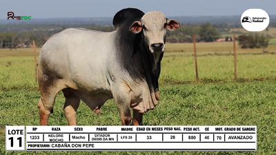 Lote Lote 11
