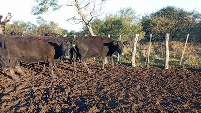 Lote 18 Vacas de invernar en Entre Ríos, Federal