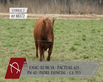 Lote TOROS ANGUS PURO CONTROLADO "LA BARRANCOSA"