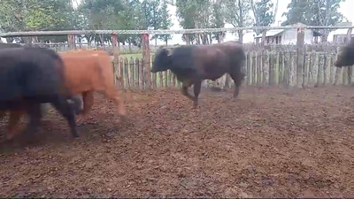 Lote 45 Novillos Braford, brangus y sus cruzas en Curuzú-Cuatiá, Corrientes