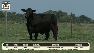 Lote LOTE 9