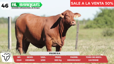 Lote LOTE 46- CAMPO