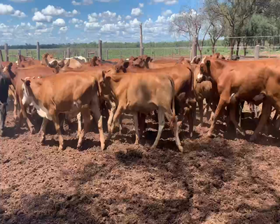 Lote 160 Novillitos en Las Lajitas, Salta