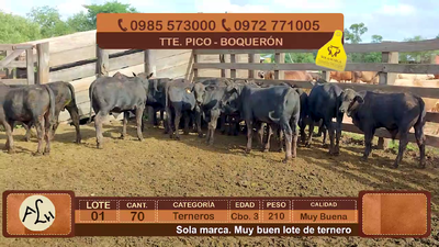 Lote 70 Terneros CBO 3 Tipo Brangus y Acebuzados. 210kg - , Boquerón