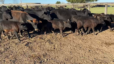 Lote 17 Vacas nuevas C/ cria en Durazno, Entre Ríos