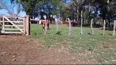Lote (Vendido)8 Novillos 1 a 2 años 5 HE,  2 RA x HE,  1 AAx HE 244kg -  en BALTASAR BRUM