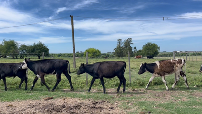 Lote TERNEROS Y TERNERAS