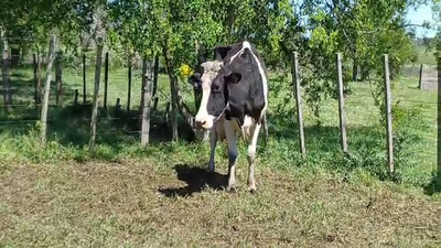 Lote (Vendido)Vaca 400kg -  en PARADA SUAREZ