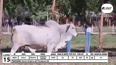 Lote Lote 15