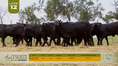 Lote LOTE 12