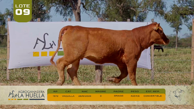 Lote LOTE 9