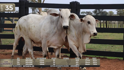 Lote LOTE 35
