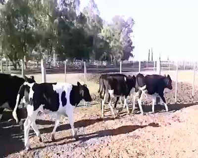 Lote 51 Terneros en Alejo Ledesma, Córdoba