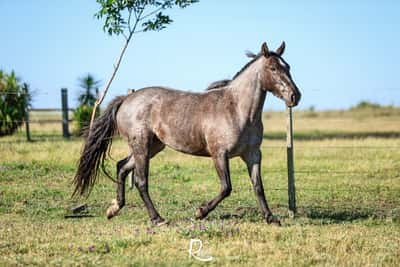 Lote Branca Don Salvador