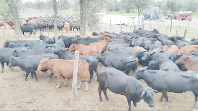 140 Vacas nuevas C/ gtia de preñez