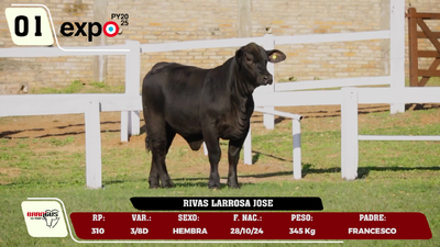 Lote LOTE 1