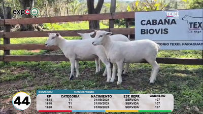 Lote LOTE 44