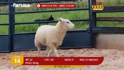 Lote Lote 14