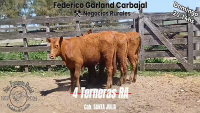 Lote 4 Terneras RED ANGUS en OMBUES DE LAVALLE