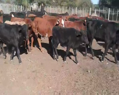 Lote 127 Terneros/as en Sachayoj, Santiago del Estero