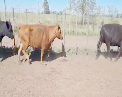 Lote 42 Vacas nuevas Preñadas en Bolívar, Buenos Aires