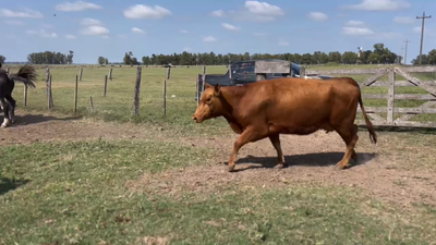 Lote 8 Vacas nuevas C/ gtia de preñez