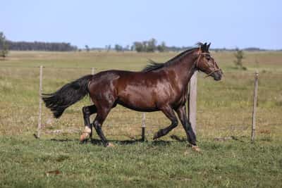 Lote DEL SILENCIO RUMBERITA