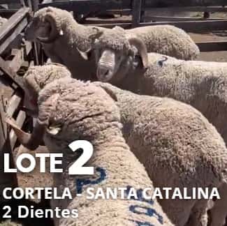 Lote Lote 2
