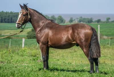 Lote arrayan tabano 1783