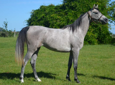 Lote LUNERA HLM