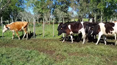 Lote (Vendido)11 Vaquillonas holando HOLANDO 220kg -  en PARADA SUAREZ